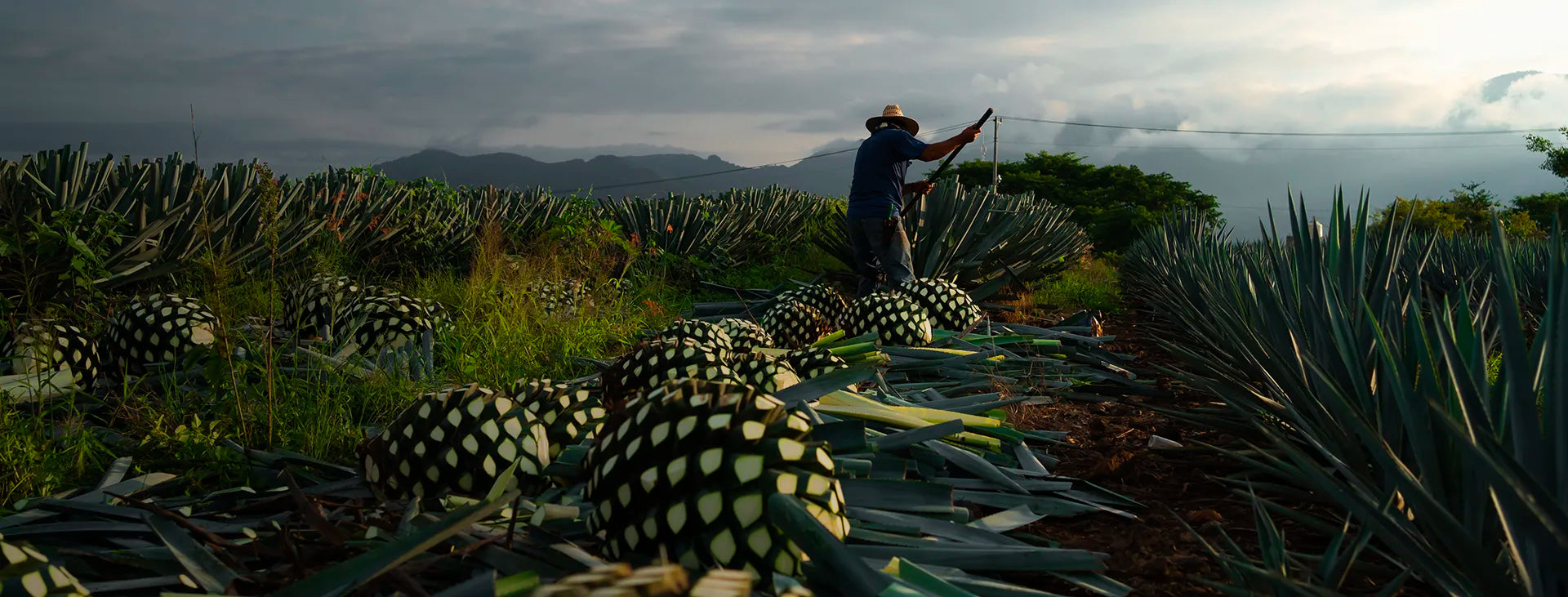 Mezcal