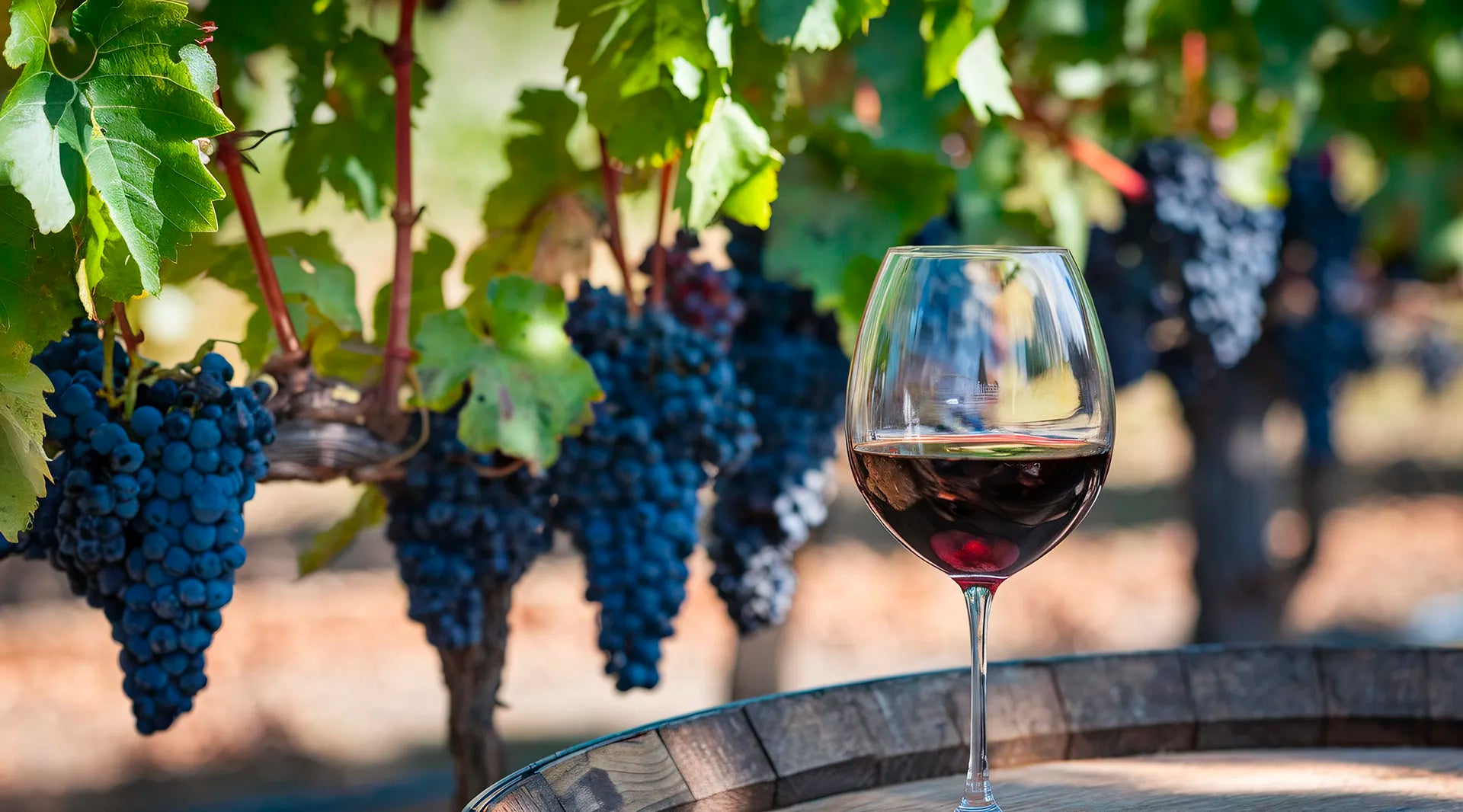 Vin d'Argentine